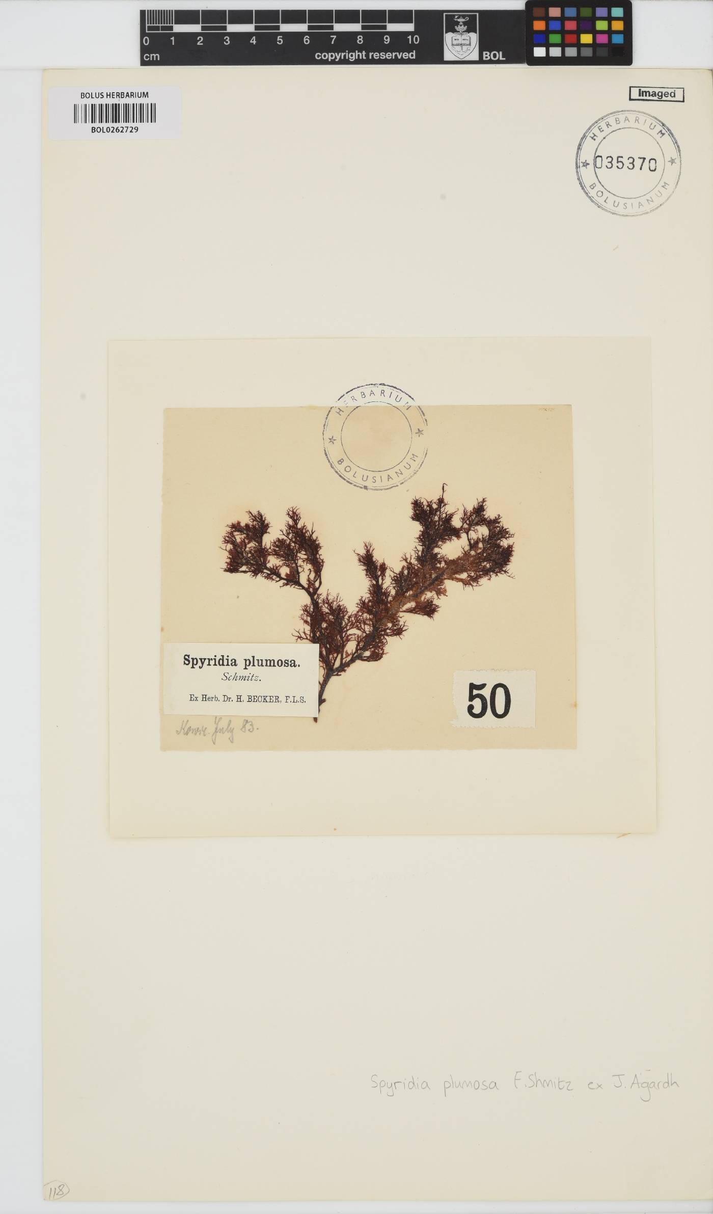 Spyridia plumosa image