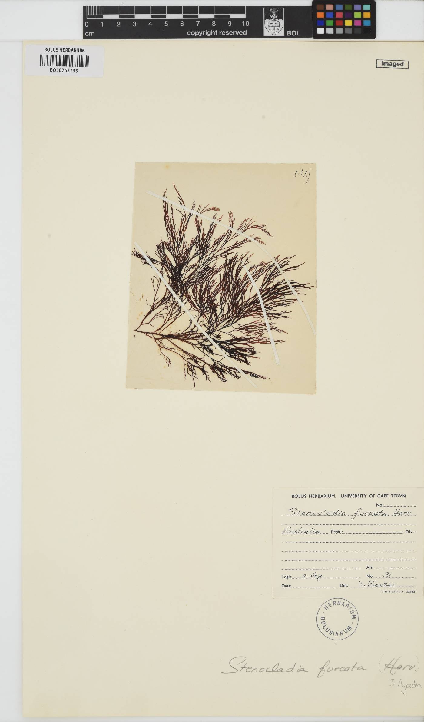 Nizymeniaceae image