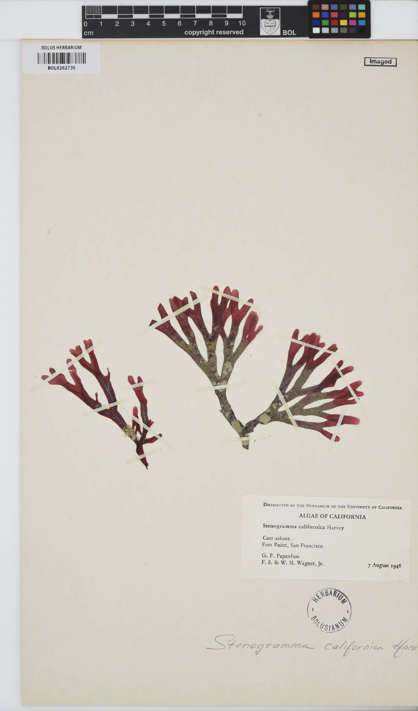 Stenogramma californica image