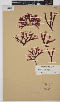 Stenogramma californica image