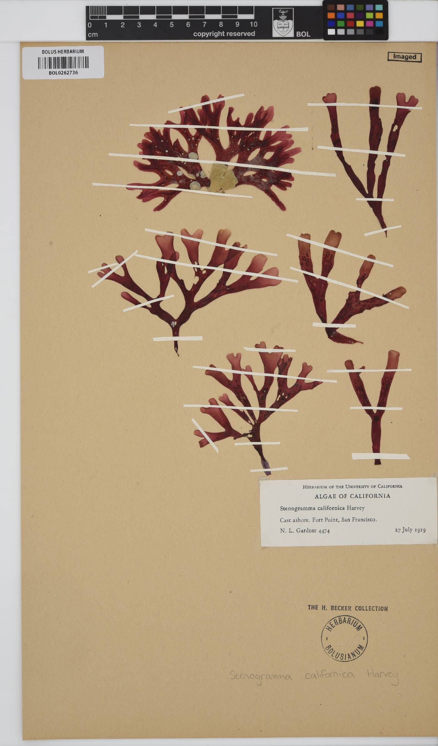 Stenogramma californica image
