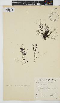 Streblocladia corymbifera image