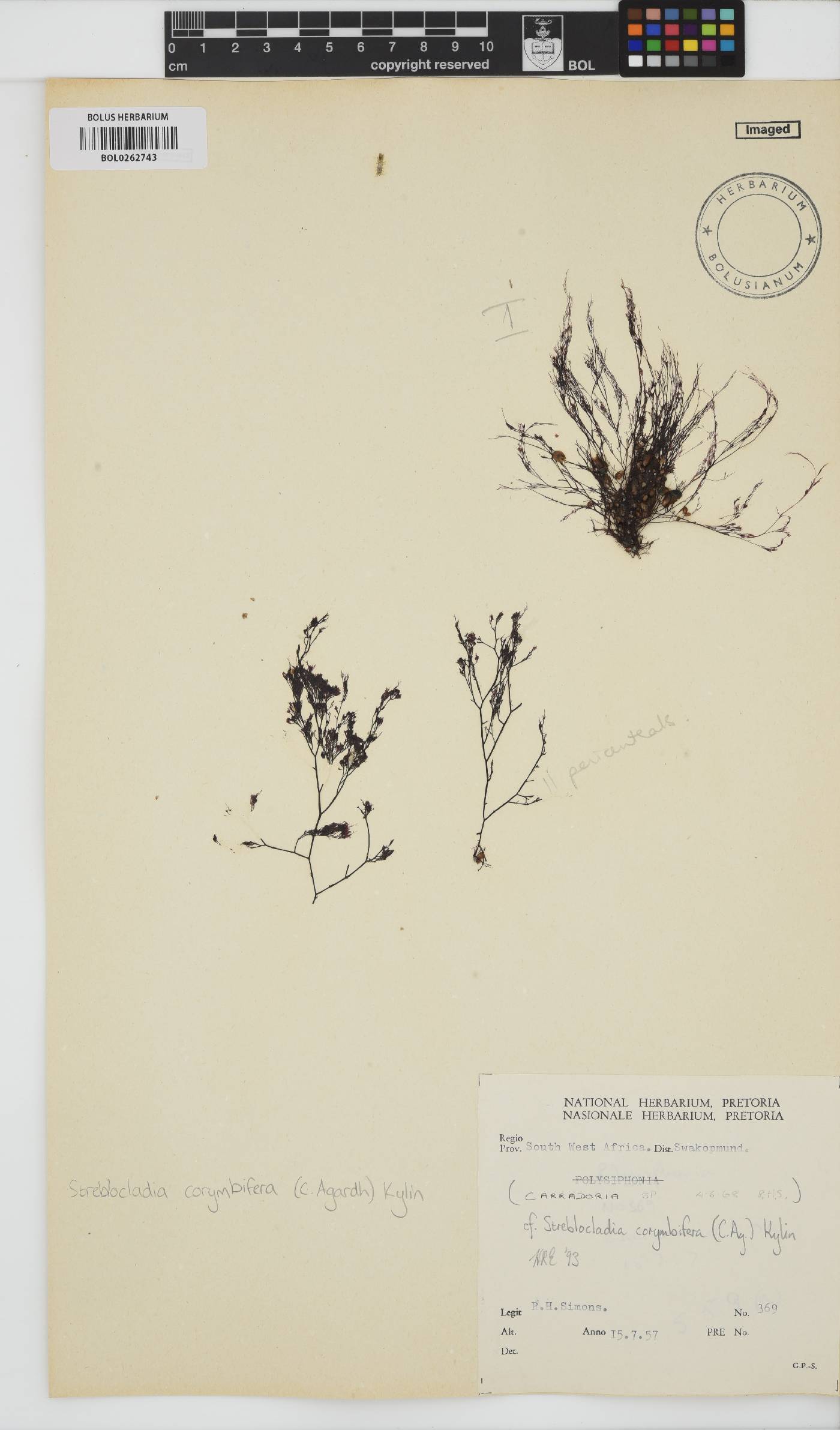 Streblocladia corymbifera image