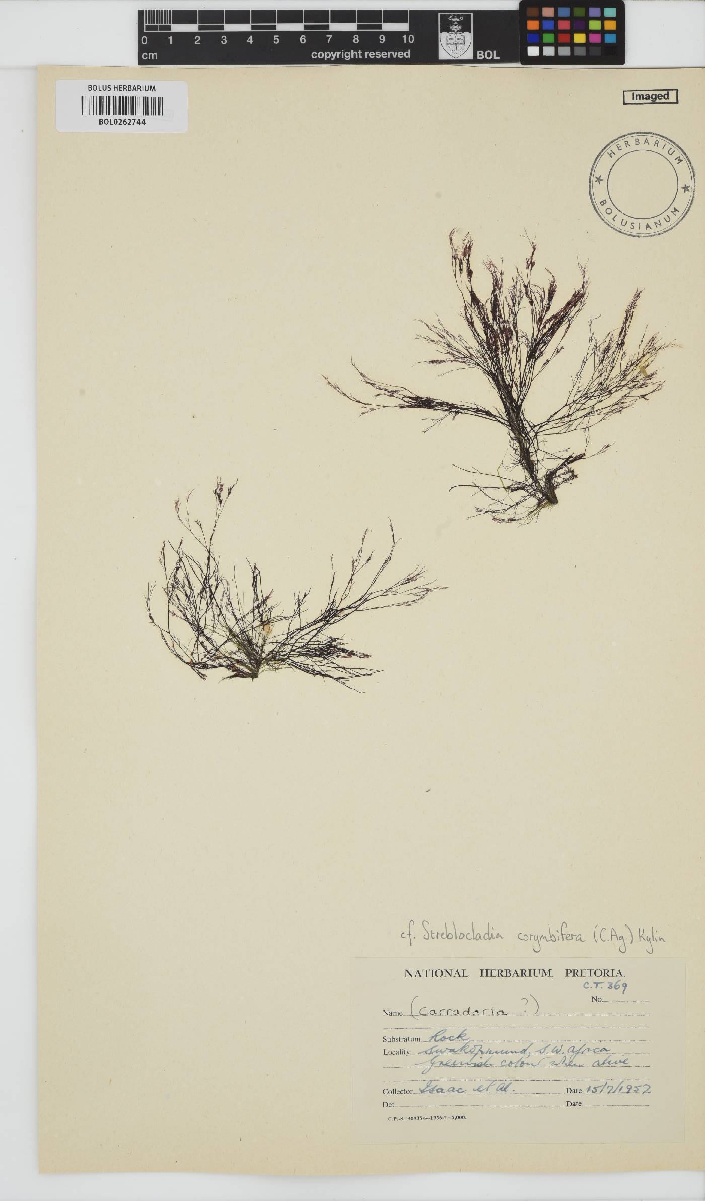 Streblocladia image