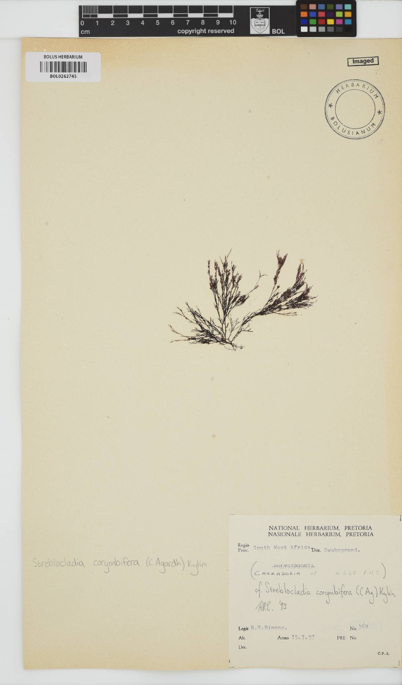 Streblocladia corymbifera image