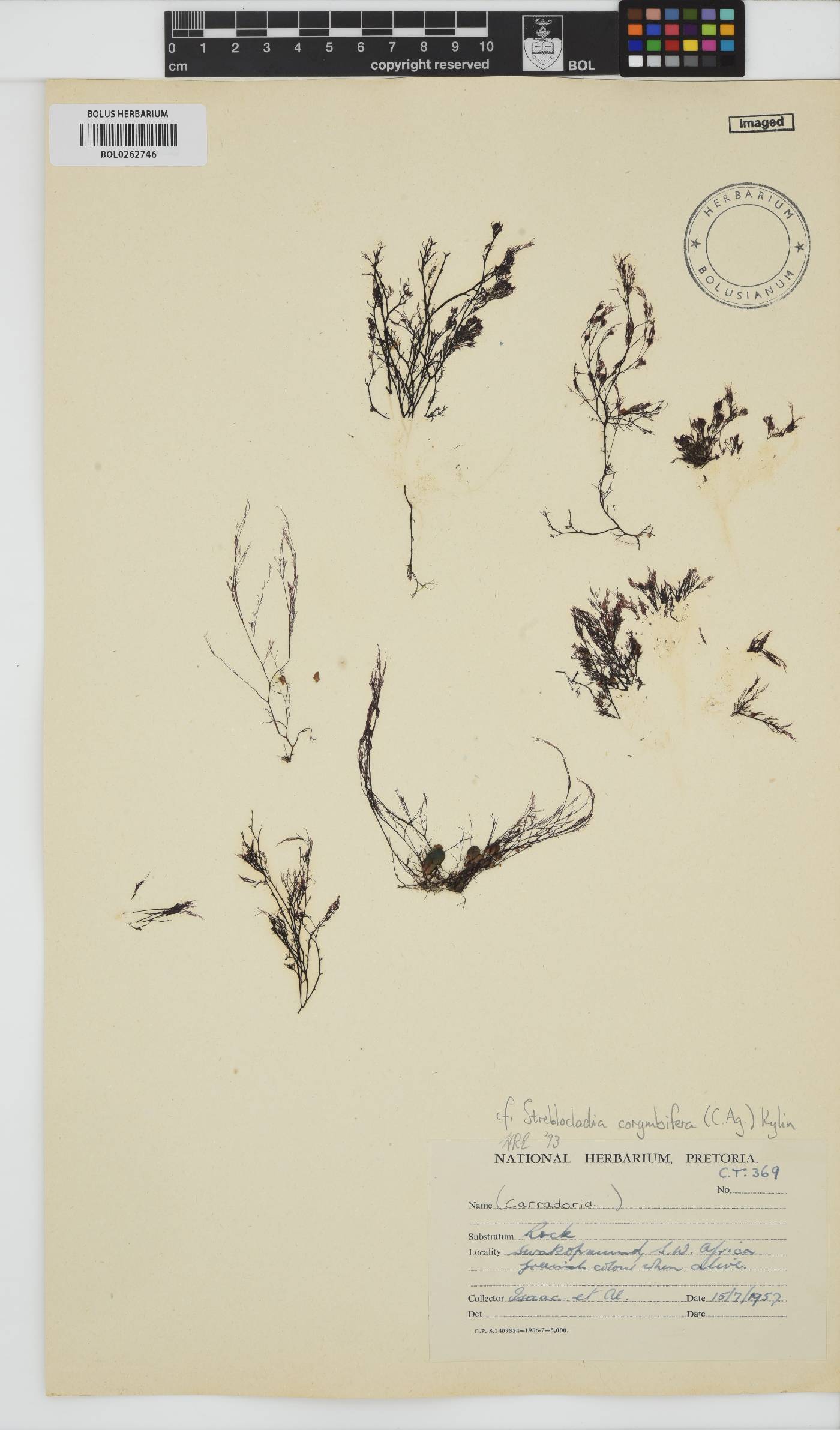 Streblocladia corymbifera image