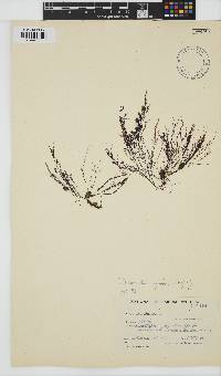 Streblocladia corymbifera image