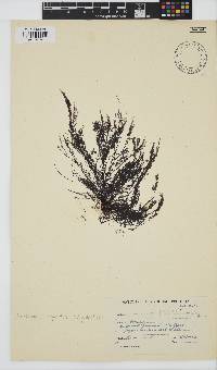 Streblocladia corymbifera image