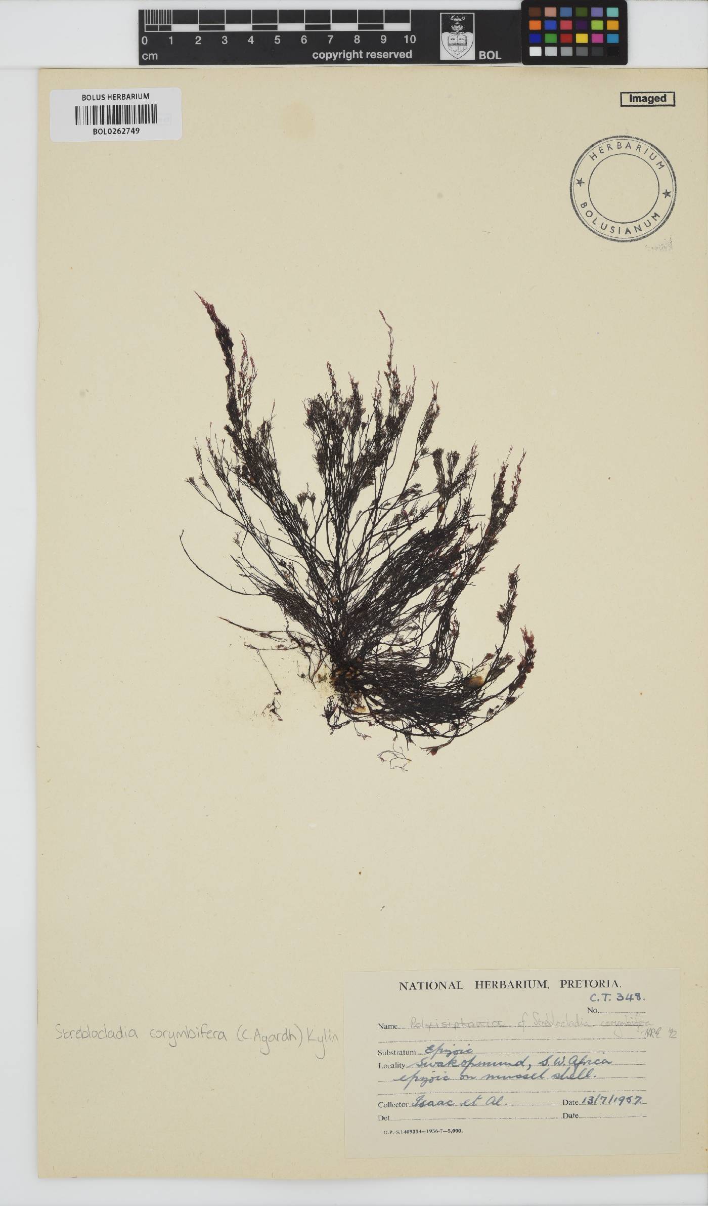 Streblocladia corymbifera image