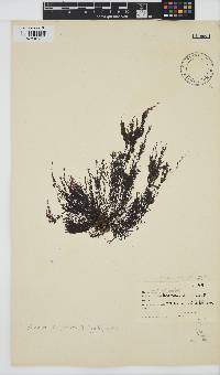 Streblocladia corymbifera image