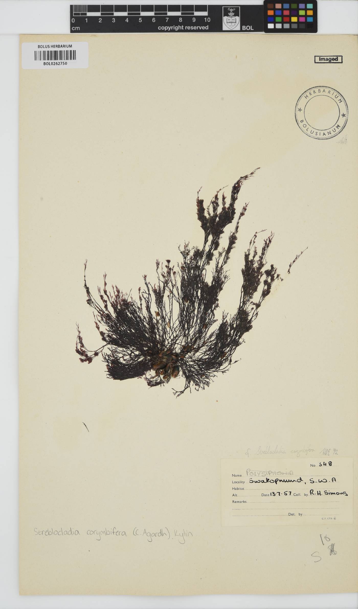 Streblocladia corymbifera image