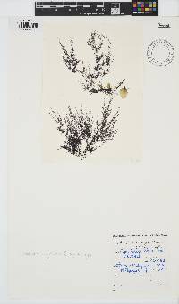Streblocladia corymbifera image