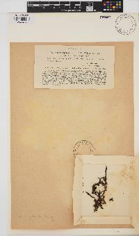Gelidium japonicum image