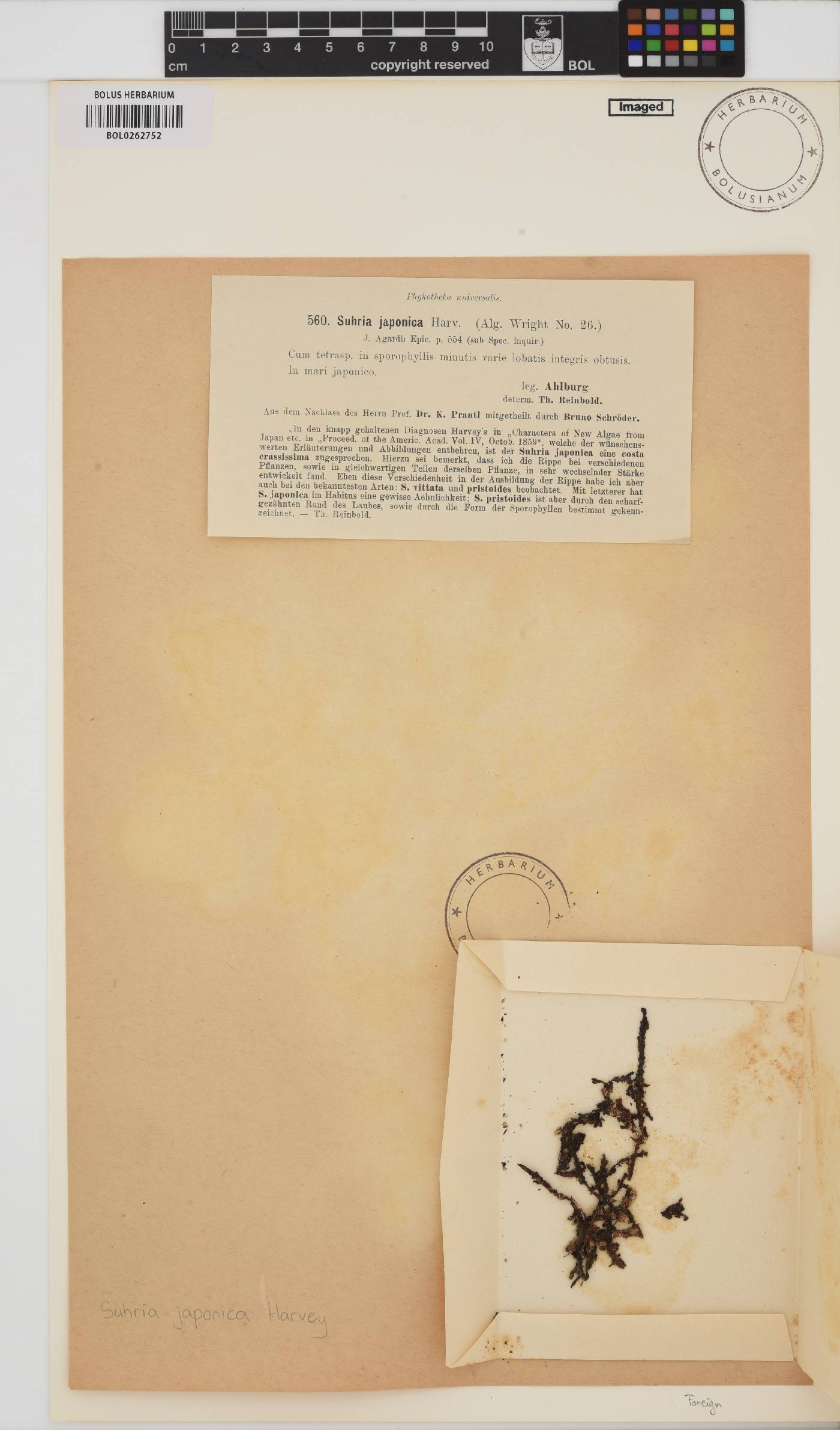 Gelidium japonicum image