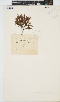 Gelidium japonicum image