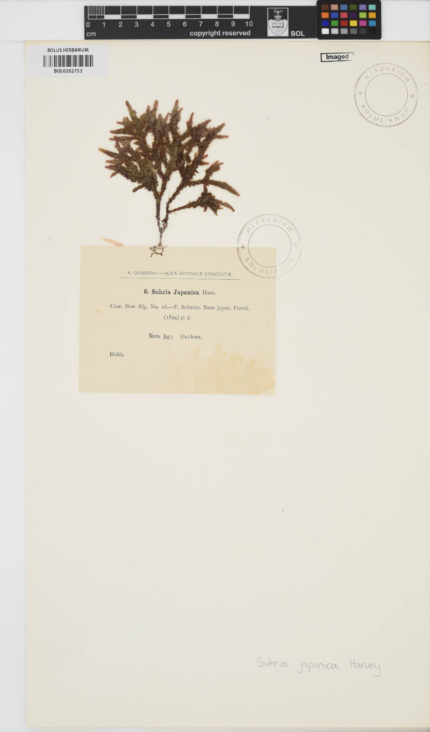 Gelidium japonicum image