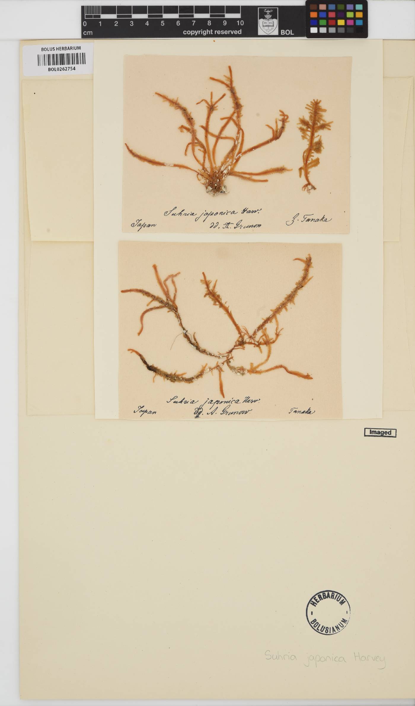 Gelidium japonicum image