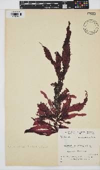 Gelidium vittatum image