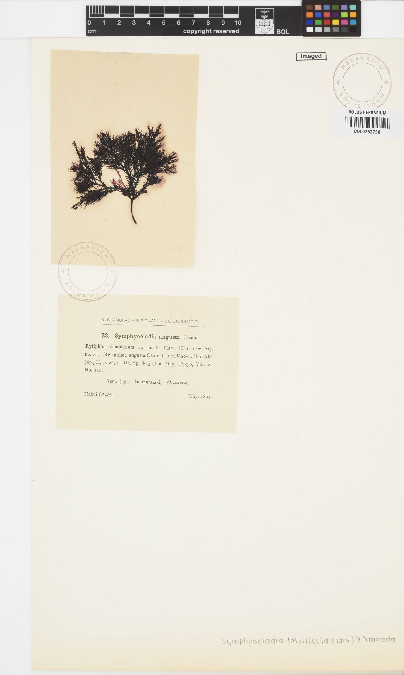 Symphyocladia latiuscula image