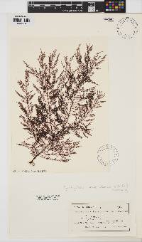 Image of Symphyocladia linearis