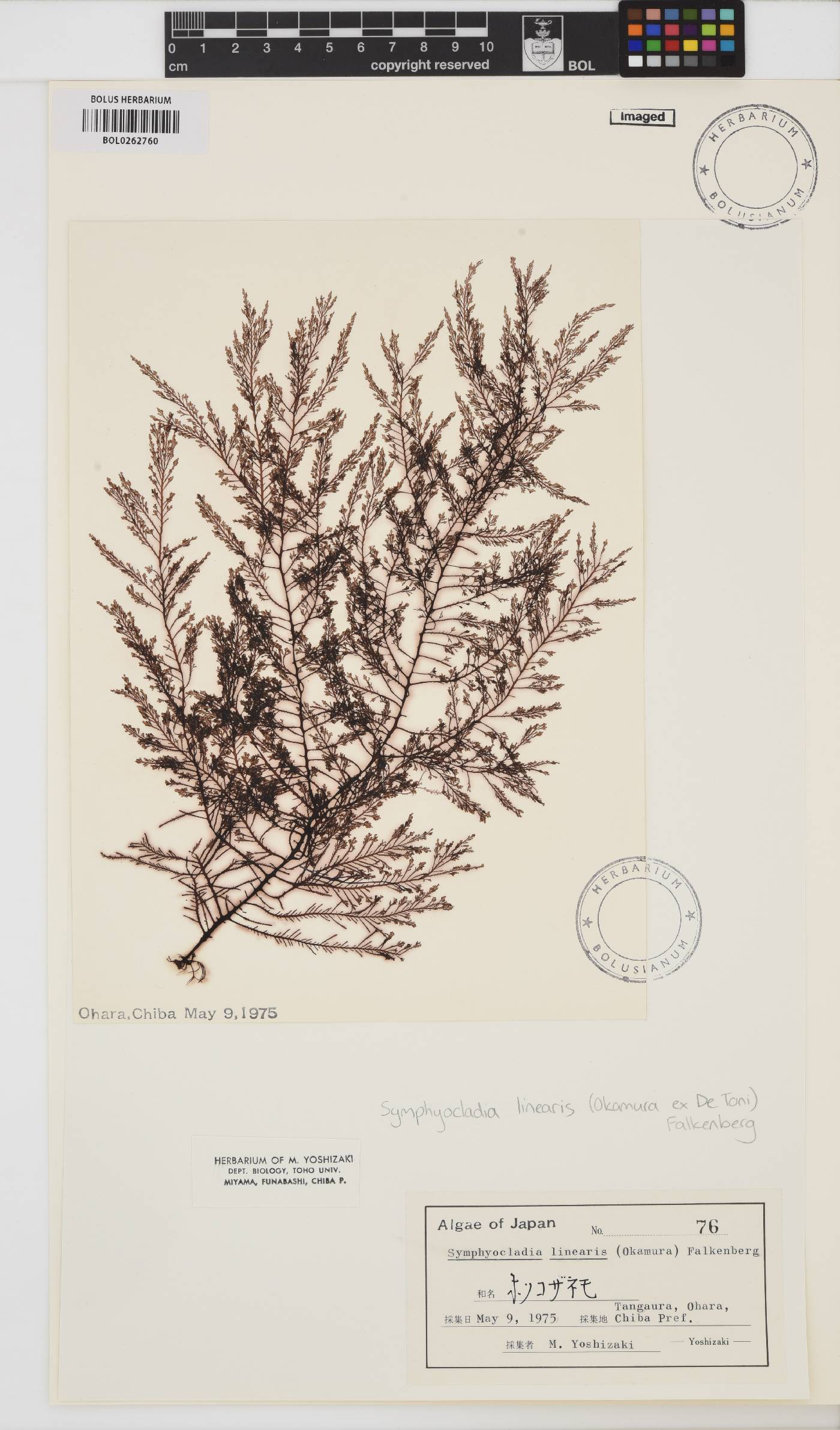 Symphyocladia linearis image