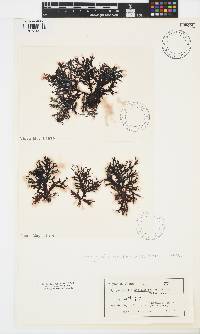Image of Symphyocladia marchantioides