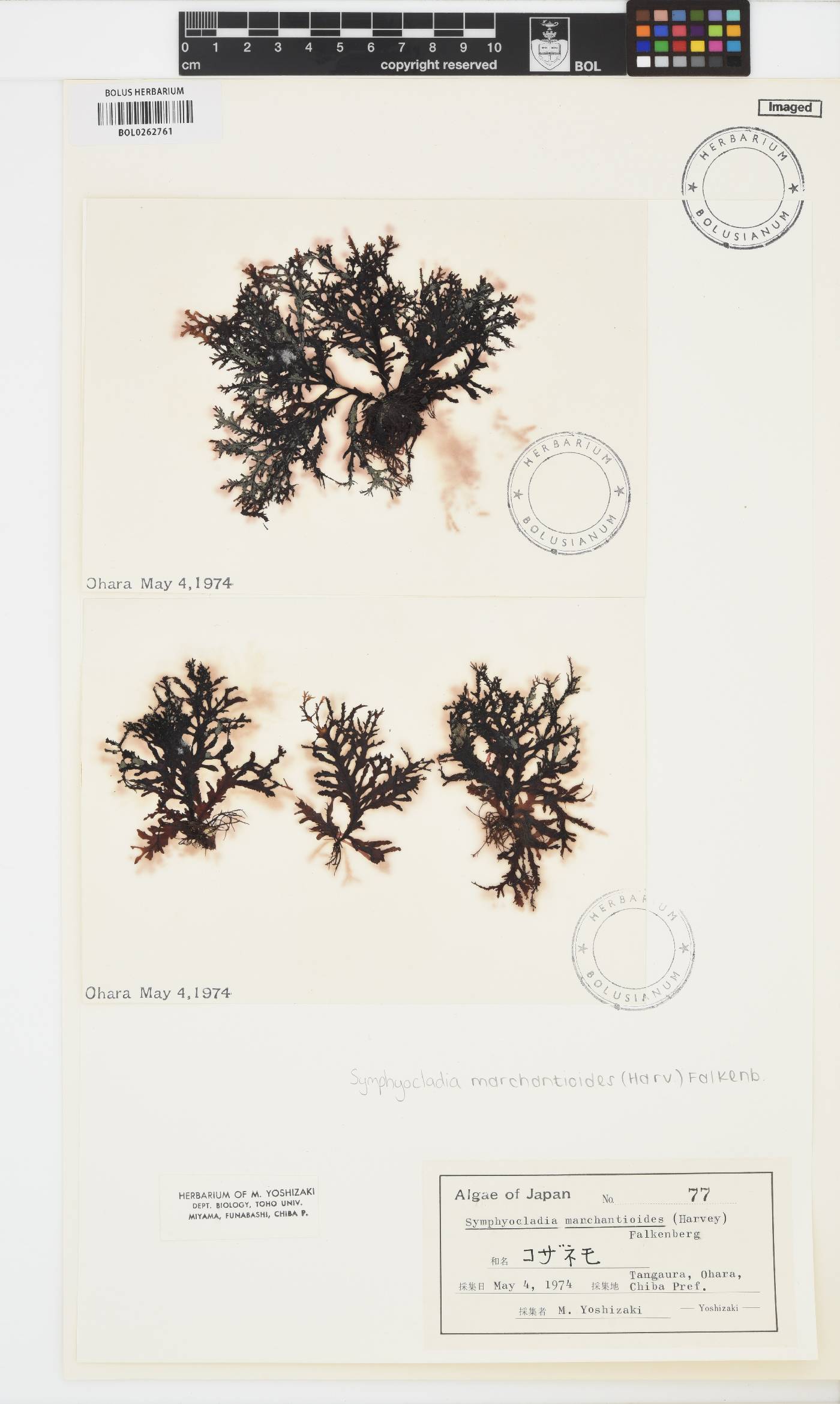 Symphyocladia marchantioides image