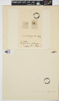 Taenioma perpusillum image