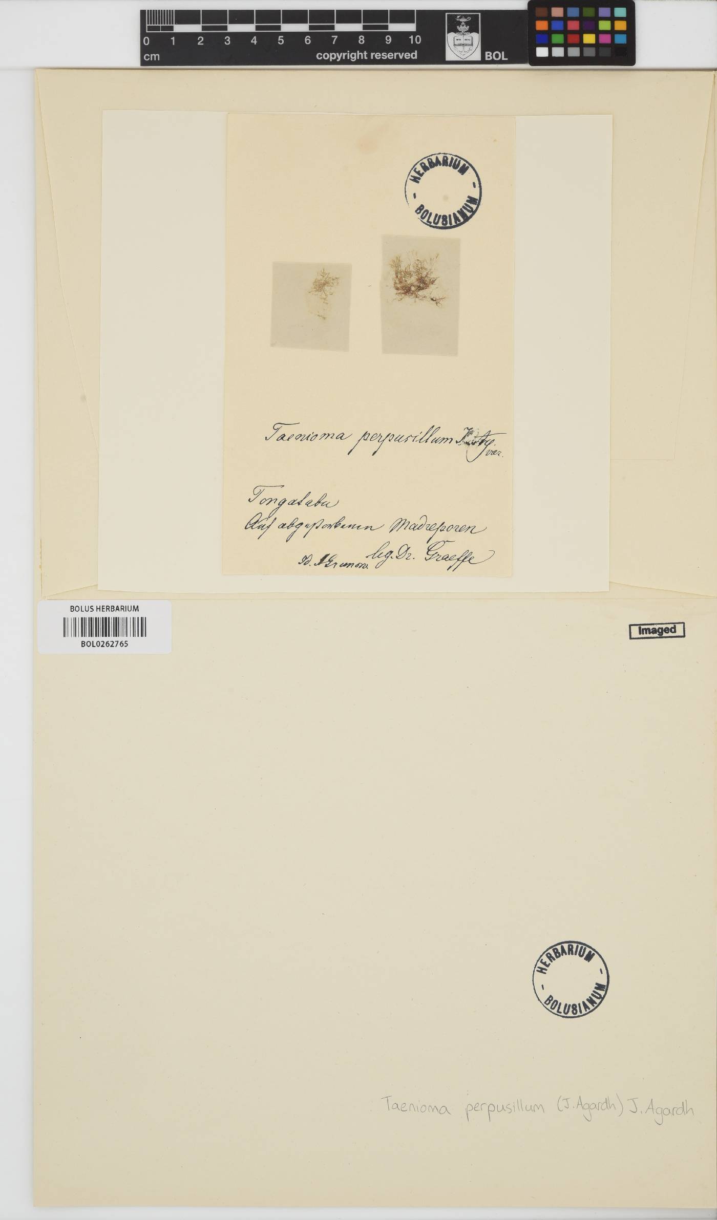 Taenioma perpusillum image