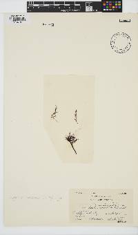 Tayloriella tenebrosa image