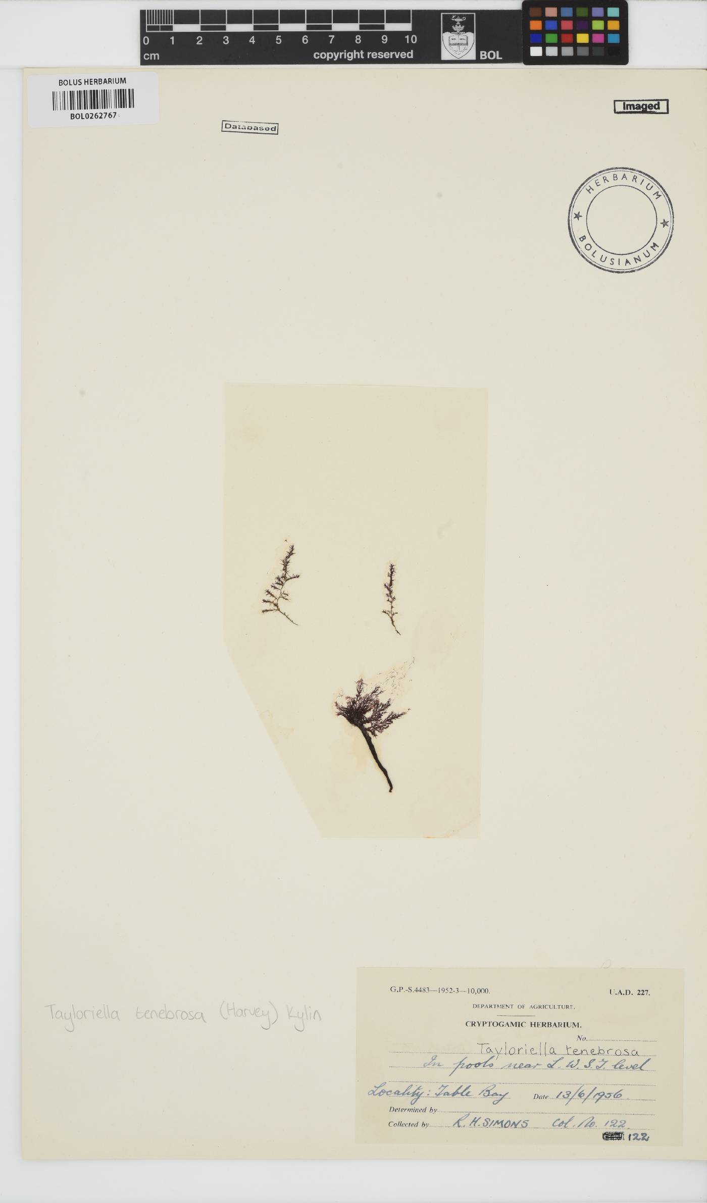 Tayloriella tenebrosa image
