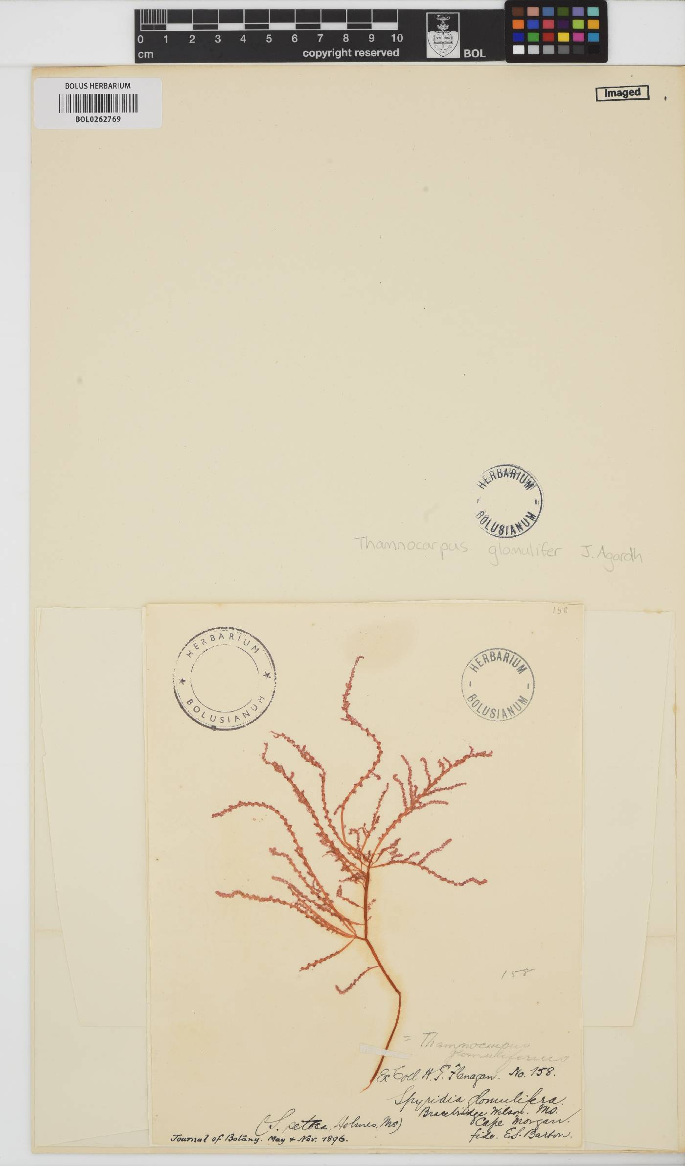 Perischelia glomulifera image