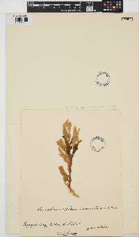 Image of Howella lemanniana