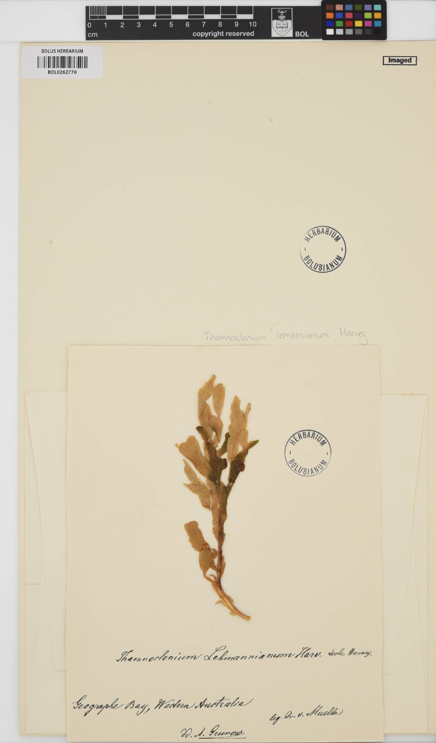 Howella lemanniana image