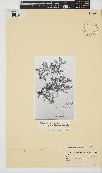 Thamnoclonium dichotomum image