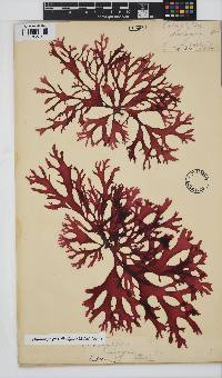 Thamnophyllis discigera image