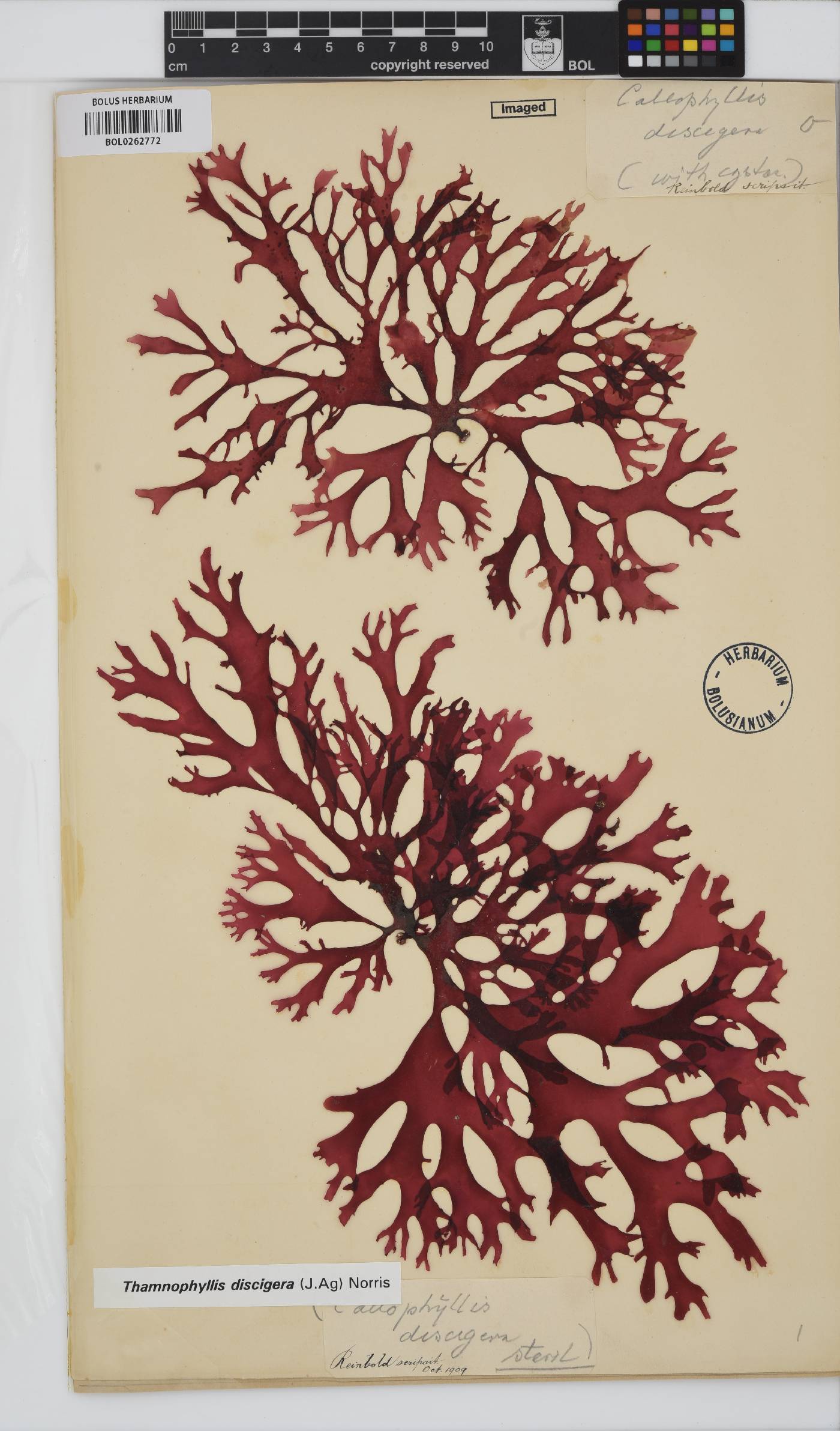 Thamnophyllis discigera image