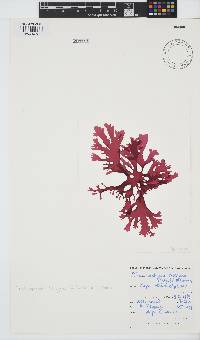 Thamnophyllis discigera image