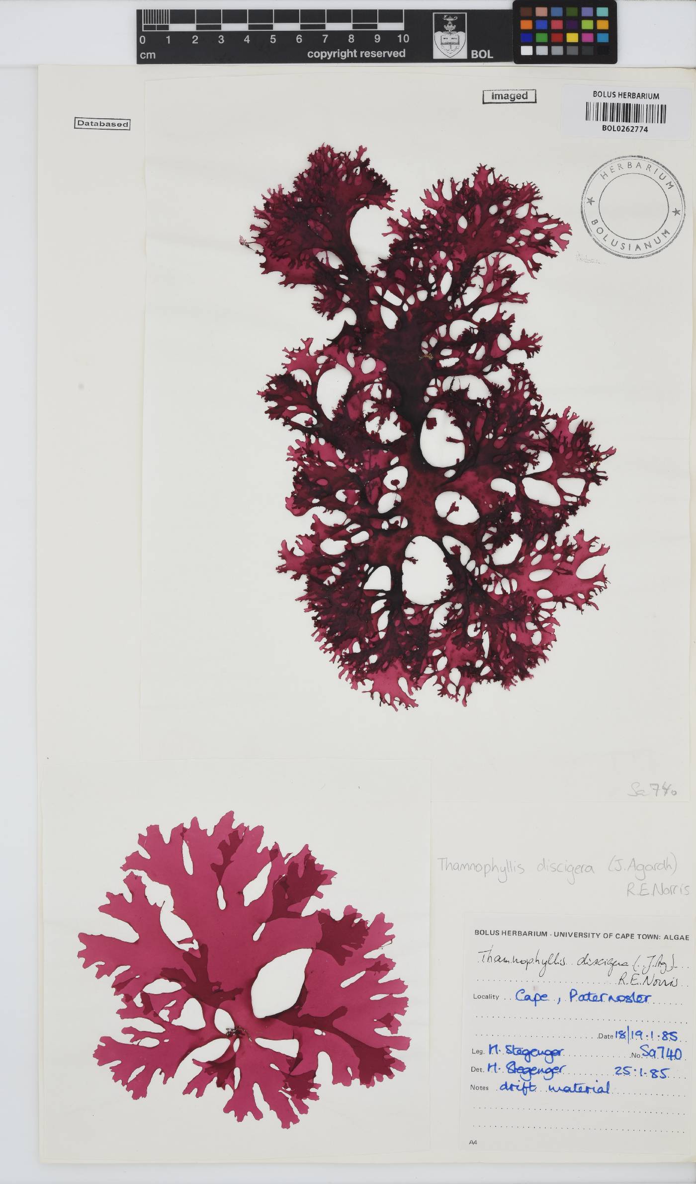 Thamnophyllis discigera image