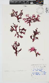 Thamnophyllis discigera image