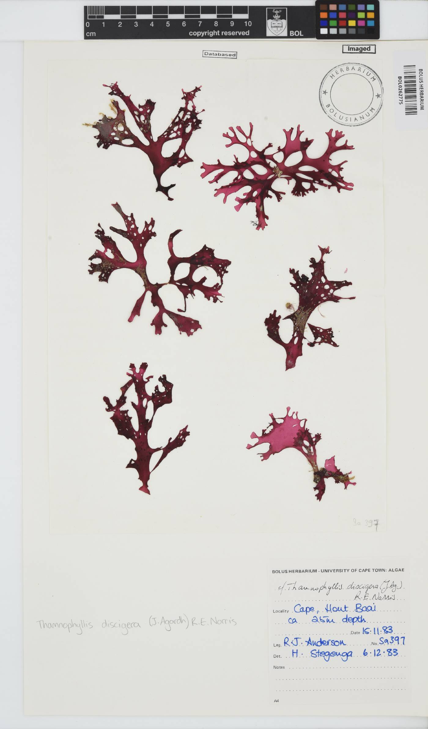 Thamnophyllis discigera image