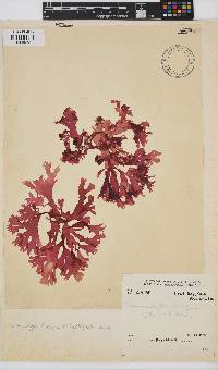 Thamnophyllis discigera image