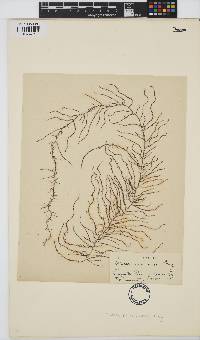 Image of Thorea hispida