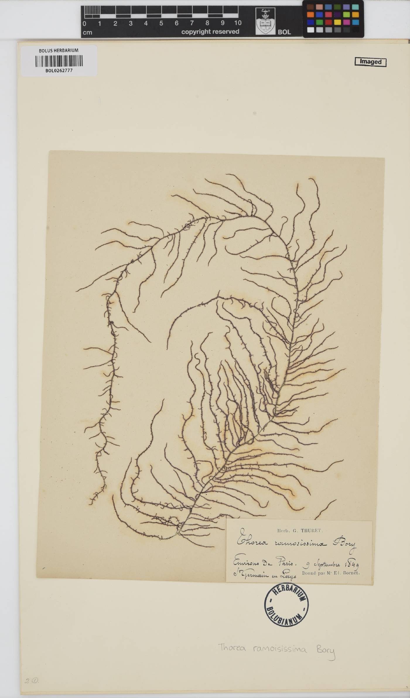 Thoreaceae image