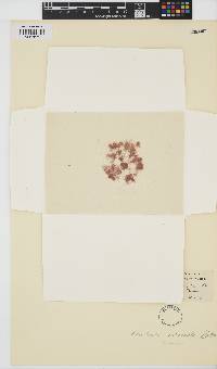 Bonnemaisonia hamifera image