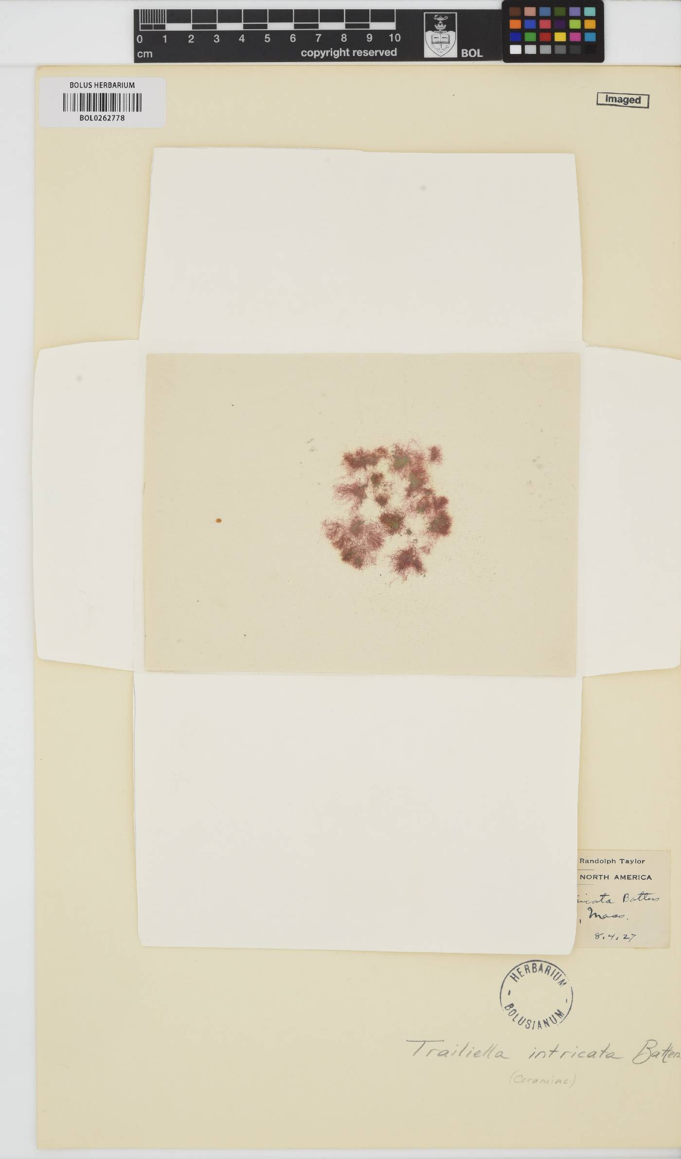 Bonnemaisonia hamifera image