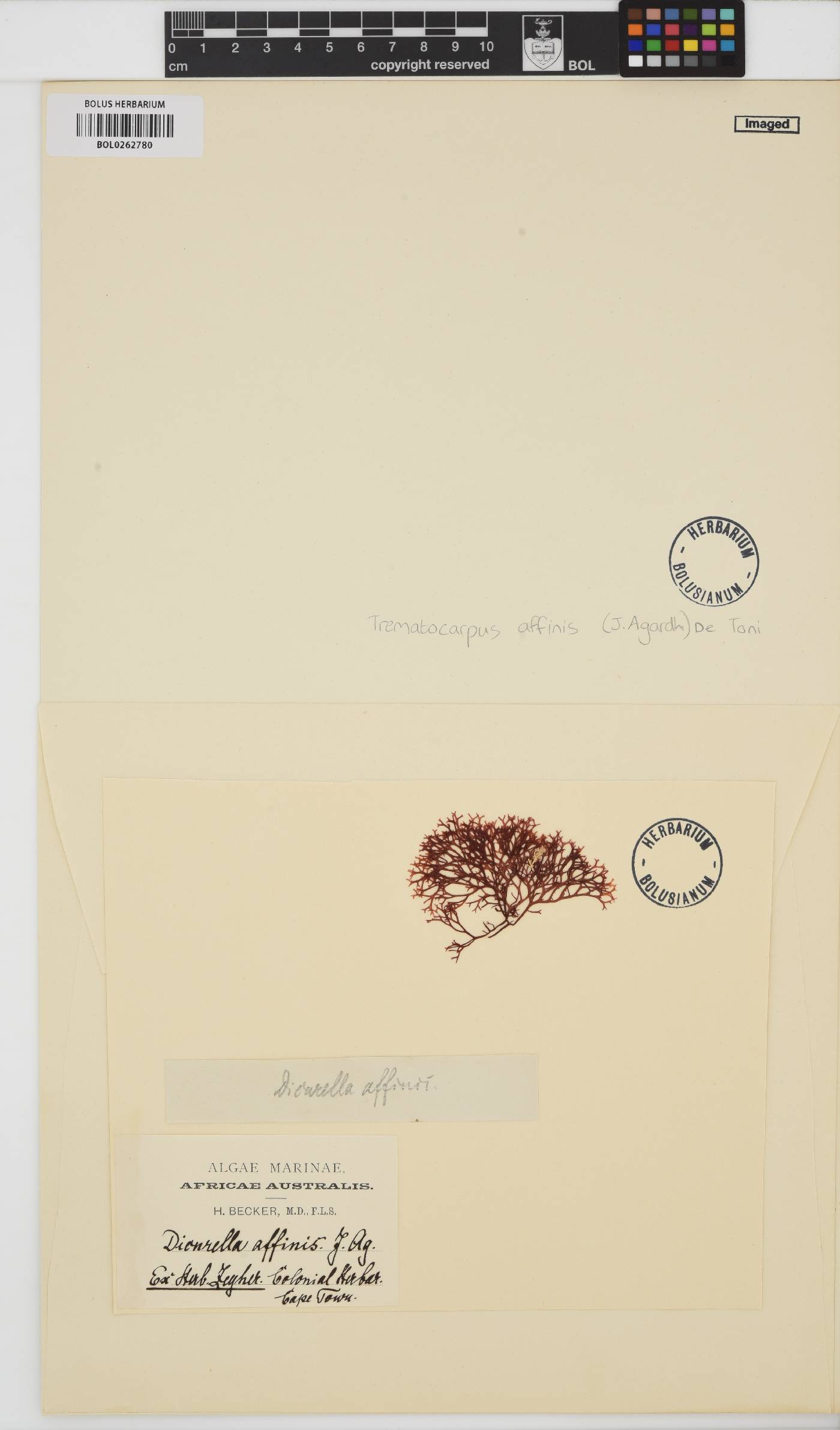 Trematocarpus affinis image