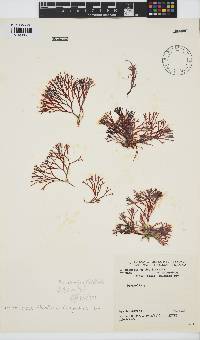 Trematocarpus flabellatus image