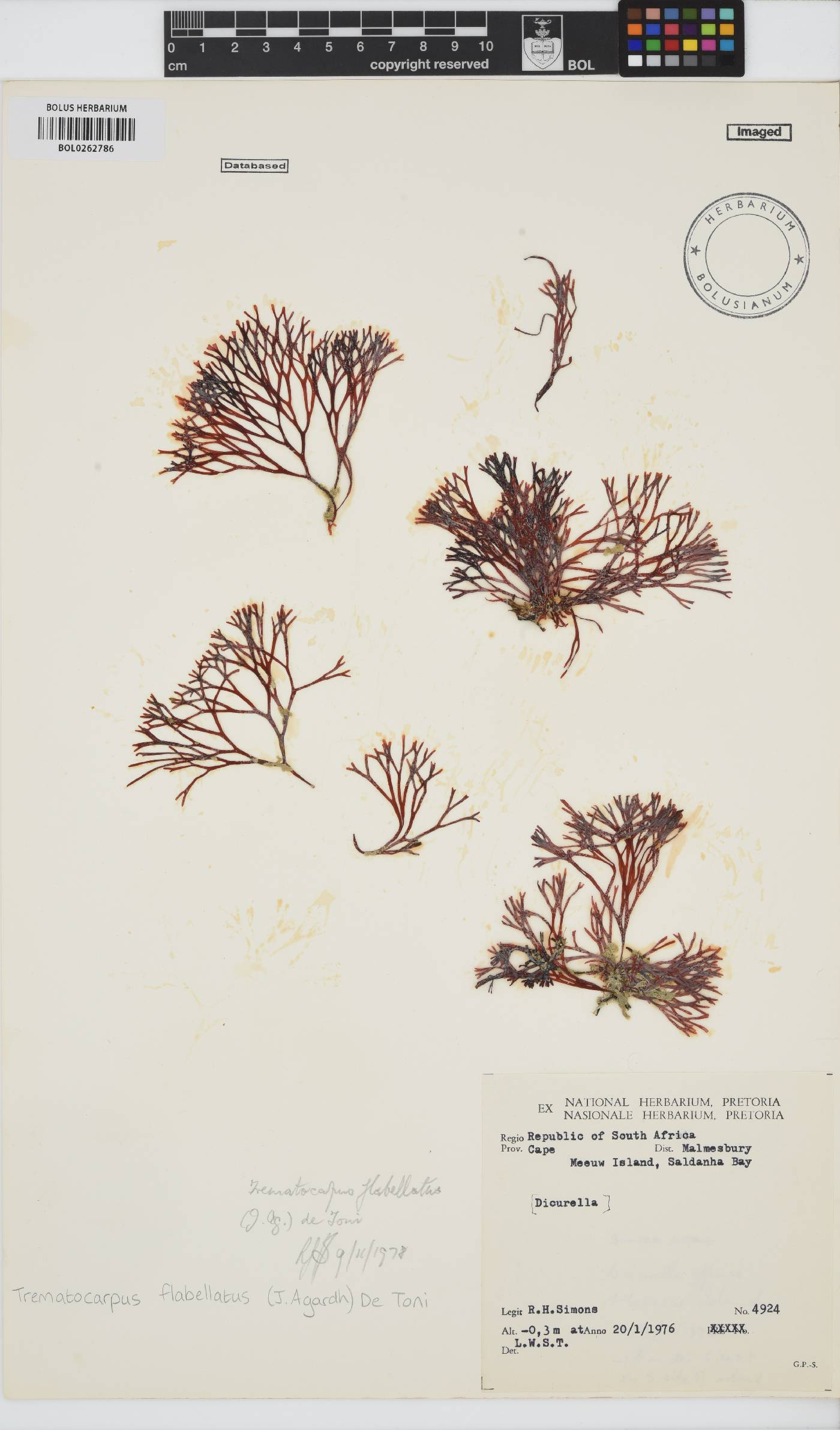 Trematocarpus flabellatus image