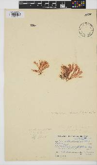 Trematocarpus flabellatus image